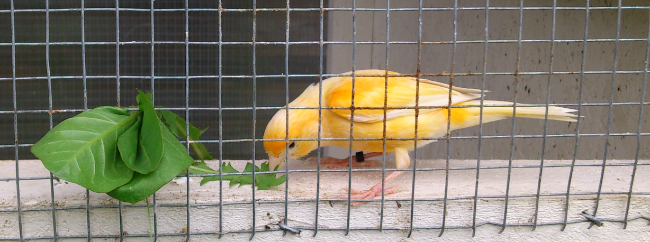 cho